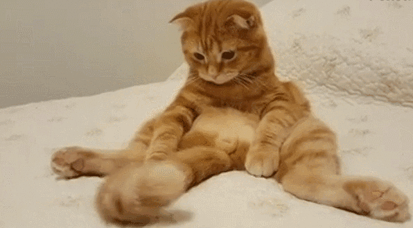 看到《碧蓝航线》春节活动的新皮肤，我真是牛大了