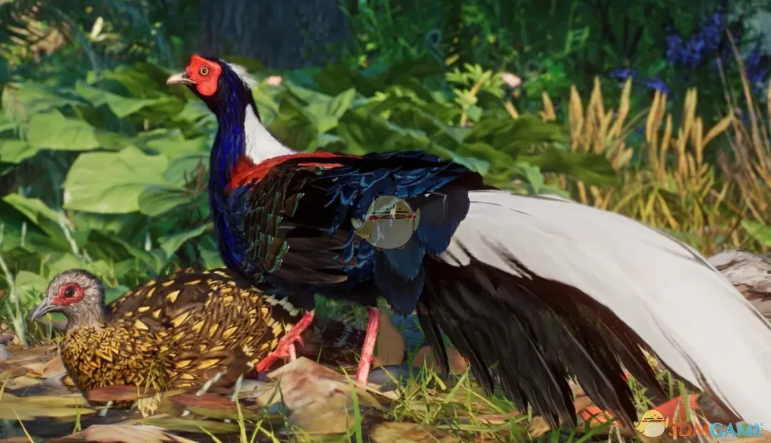 《动物园之星》新物种蓝腹鹇MOD