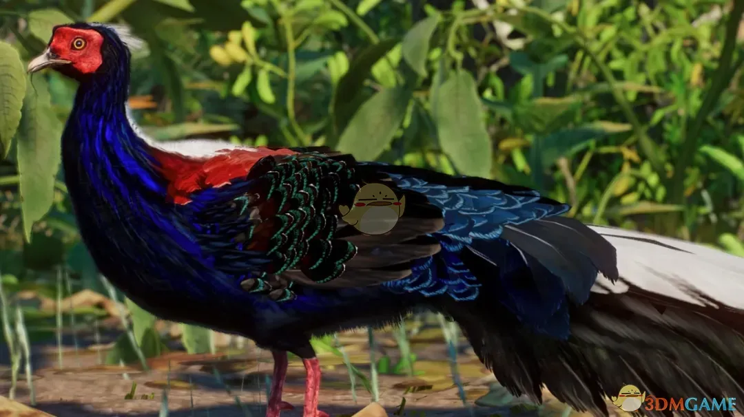 《动物园之星》新物种蓝腹鹇MOD