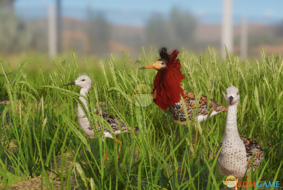 《动物园之星》新物种流苏鹬MOD