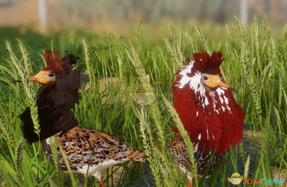 《动物园之星》新物种流苏鹬MOD