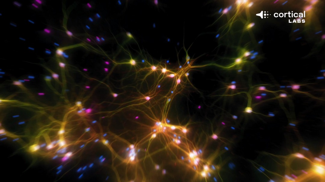 震惊!芯片上的人脑细胞一周内学会了玩《毁灭战士》