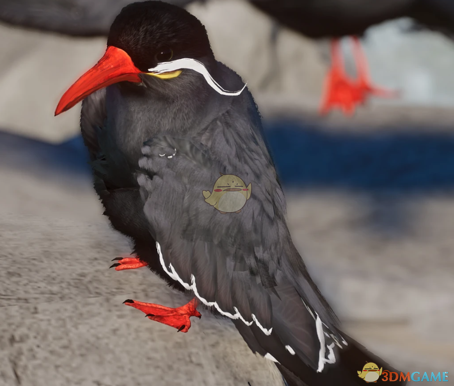 《动物园之星》新物种印加燕鸥MOD