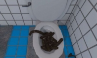 Can't reasonable overweight game sightseeing: simulation toilet gives you the opportunity to play shit