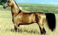China began to import large -scale Khanya BMW Malaysia for millions of each horse