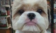 "MineCraft" is shocked by cosmetic mad magic block dogs to scare many players