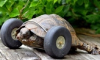 When a centenar turtle hibernates, the legs are bitten by the mouse and the tires are doubled.
