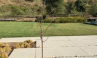 People take tea and think about: "Shimao Showe Tree" in the back of the island studio