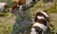 "Witcher 3" players can catch the cow group to brush the money and the official response is very humorous
