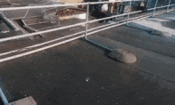 Perfect restoration makes people shocked the live -action version of "Edge of Mirror" Parkour Video Appreciati