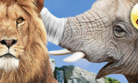 Training children as veterinary "Zoo Veterinary Intern 3D" login 3DS