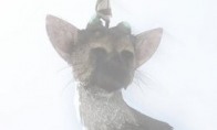 E3 2015: Waiting for a thousand years, a PS4 "Last Guardian" starts pre -sale