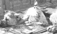 The protagonist is exposed!"The Last Guardian" new artistic picture appreciation