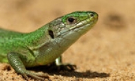 Members of the hacker group "Lizard Group" judged that it was not painful or itchy at all