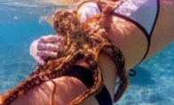 Good -colored octopus "love" hot girl beautiful buttocks all the way, refused to let go