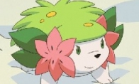 "Pokemon" legendary elf will appear on the scene to be a cute little hedgehog, Xie Mi