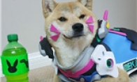 Unexpectedly, you are such a DOGE!Super Meng Shiba Inu COS "Overwatch"