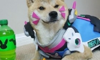 "Overwatch" DOGE comes from foreign players to use cute pet cos heroes