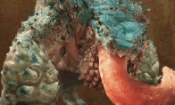 Monster Hunter: Wild and Monster Hunter: NOW announced a collaboration