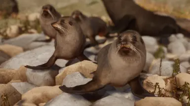 《动物园之星》MOD|长鼻海豹|下载