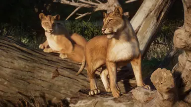 《动物园之星》MOD|马赛狮|下载