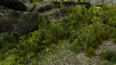 《上古卷轴5：天际重制版》MOD|老苔藓苔原|下载