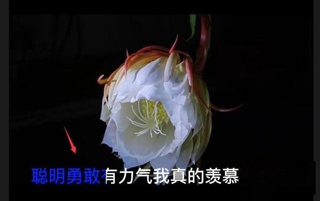 剪映颜色逐字覆盖动画的制作技巧