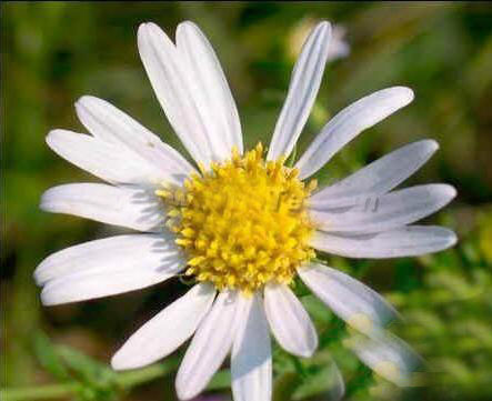 Photoshop如何减小放大图片后的失真