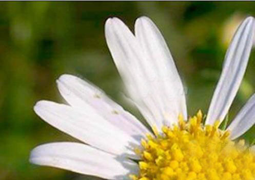 Photoshop如何减小放大图片后的失真