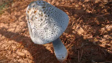 《上古卷轴5：天际重制版》行走蘑菇和胖鸡MOD