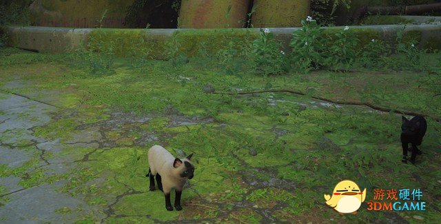 谁不想当只猫猫呢？值得一试的猫咪模拟器《Stray》