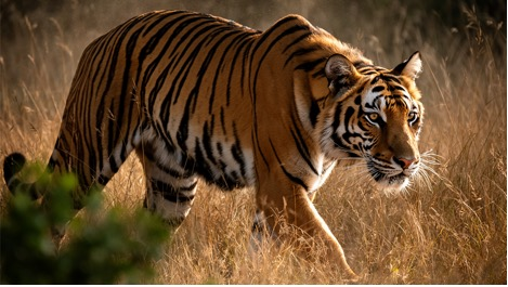 FLUX.2 图像生成模型发布，针对 NVIDIA RTX GPU 优化