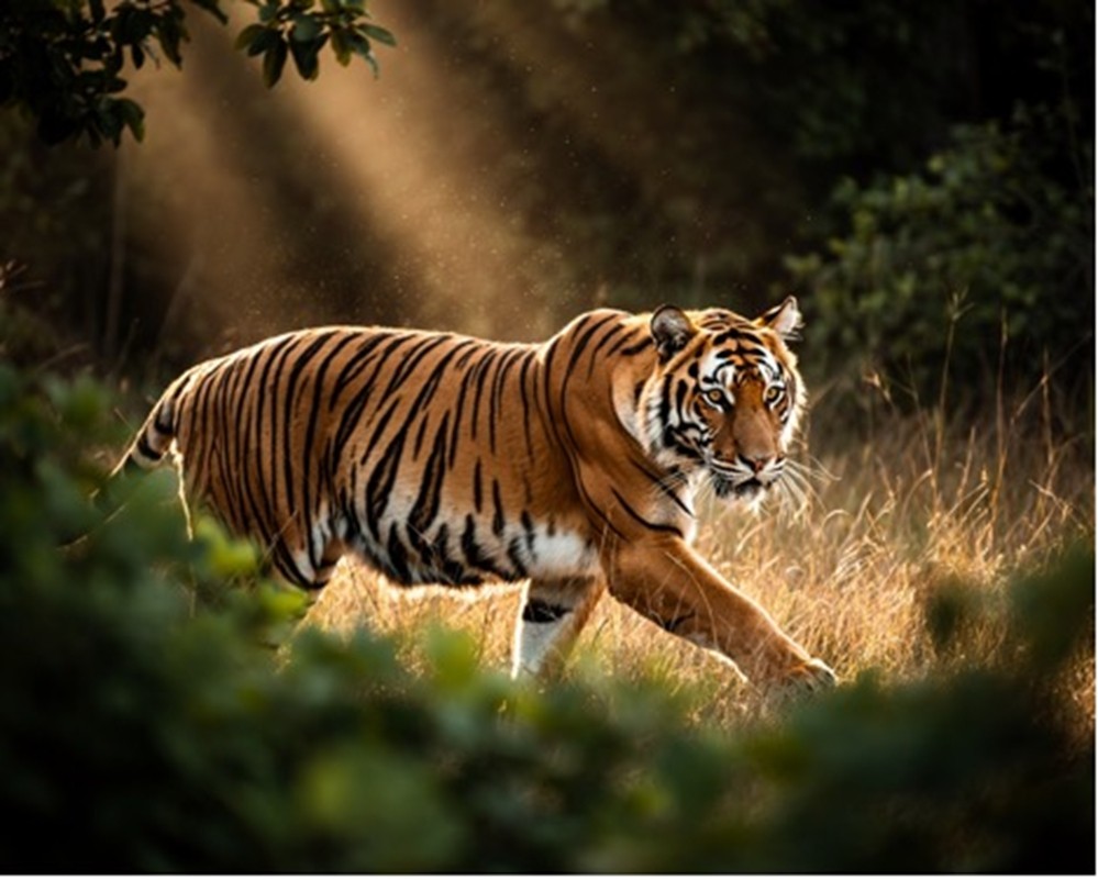 如何在 NVIDIA RTX PC 上开始使用视觉生成式 AI