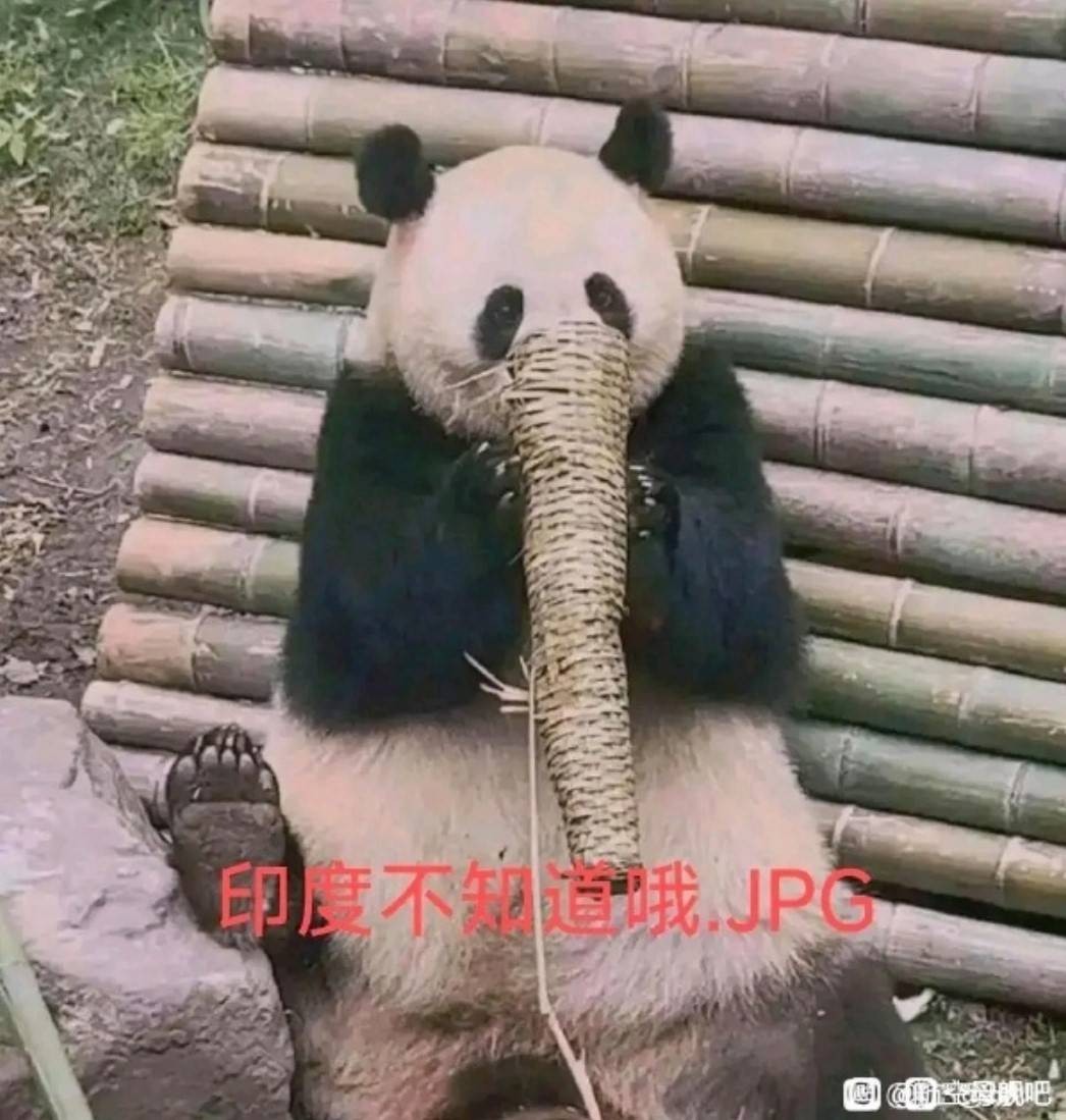 周一内涵囧图云飞系列 女朋友哪有小狗冲浪好看！