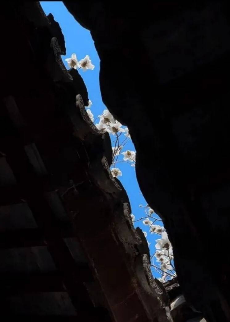 һںͼƷϵ ƨ̫
