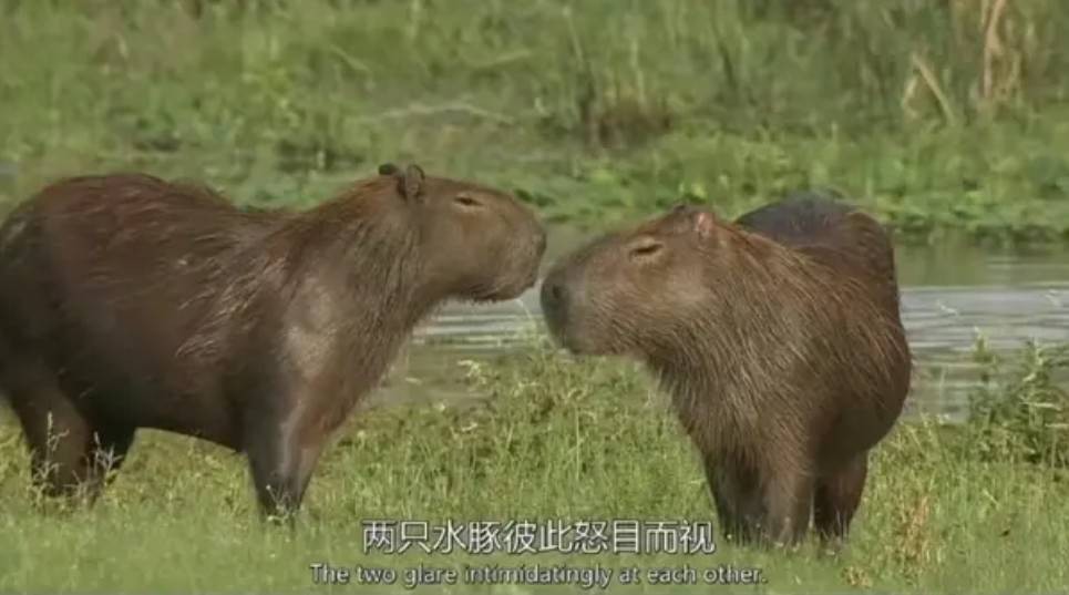 周一內(nèi)涵囧圖云飛系列 美女為何在自己家還戴口罩