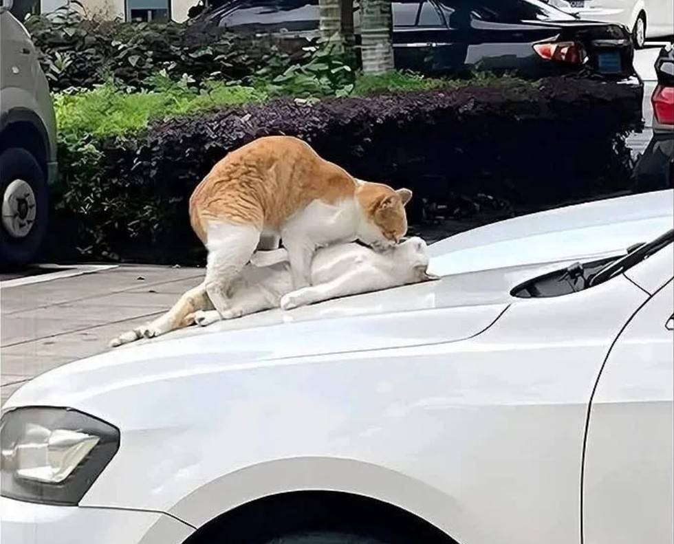 һںͼƷϵ ֻȷ