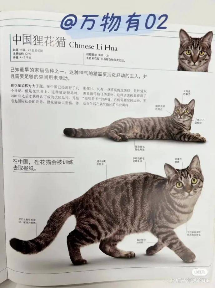 周一內(nèi)涵囧圖云飛系列 美女姿勢特別這節(jié)目效果不錯