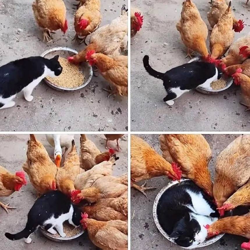 һںͼƷϵ Ϊʲô滹Ҫȹ