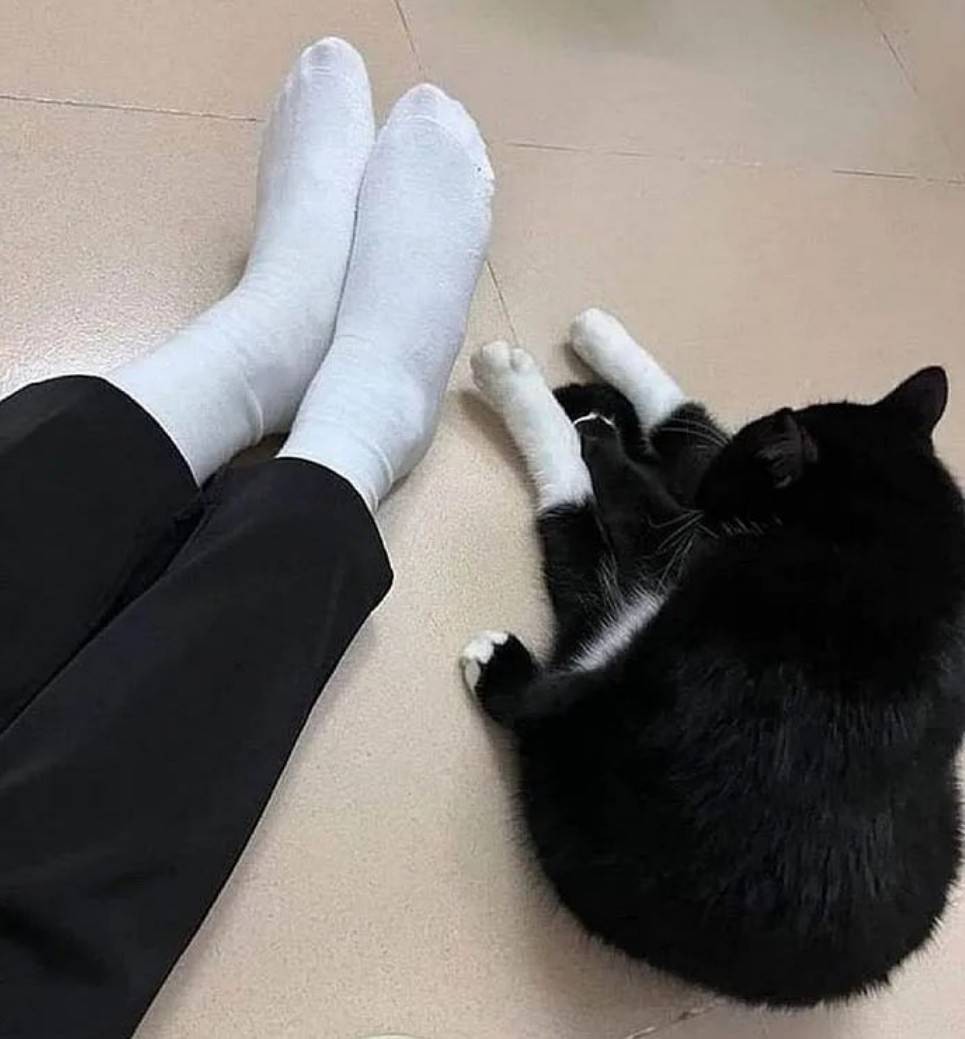 周一內(nèi)涵囧圖云飛系列 美女懂禮貌又青春靚麗！