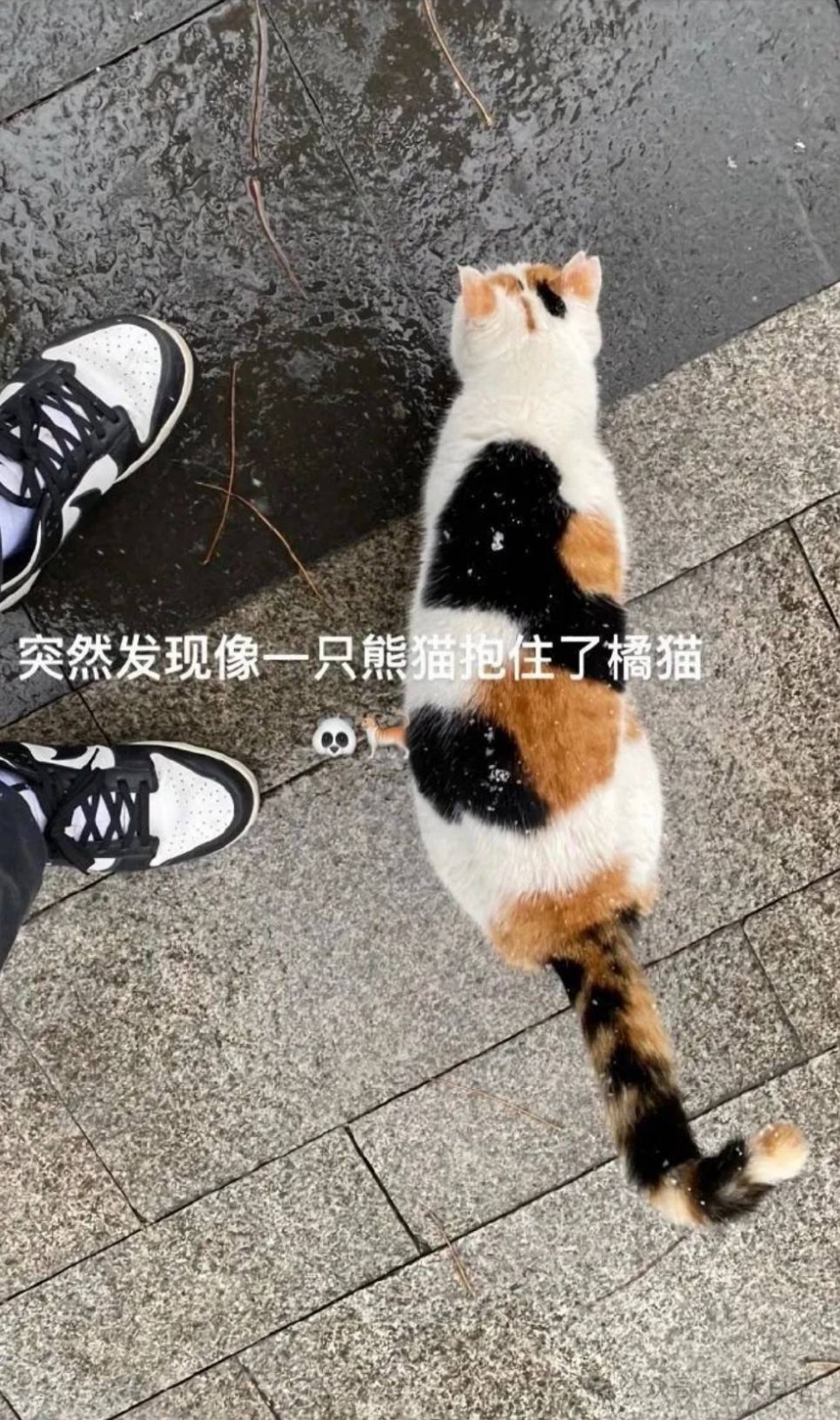 周一内涵囧图云飞系列 美女懂礼貌又青春靓丽！