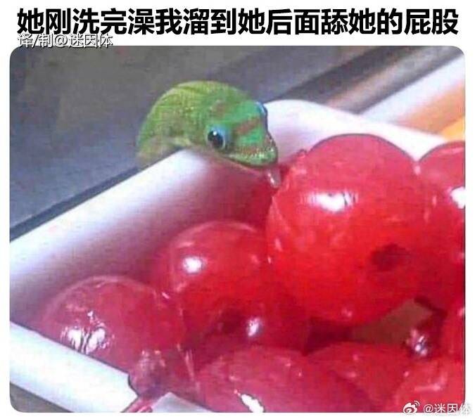 3DM輕松一刻第1510期 終知道為啥女生喜歡養(yǎng)大狗