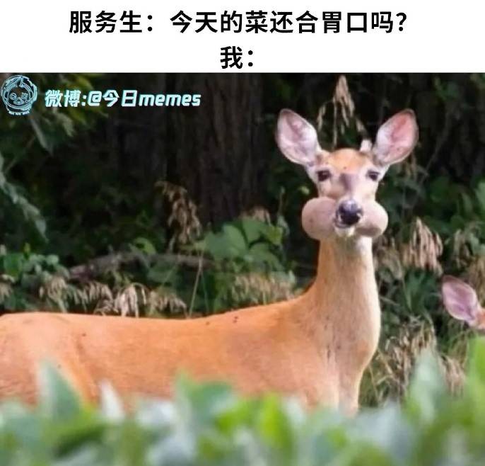 3DM輕松一刻第1511期 小貓咪有啥壞心應(yīng)該是餓了