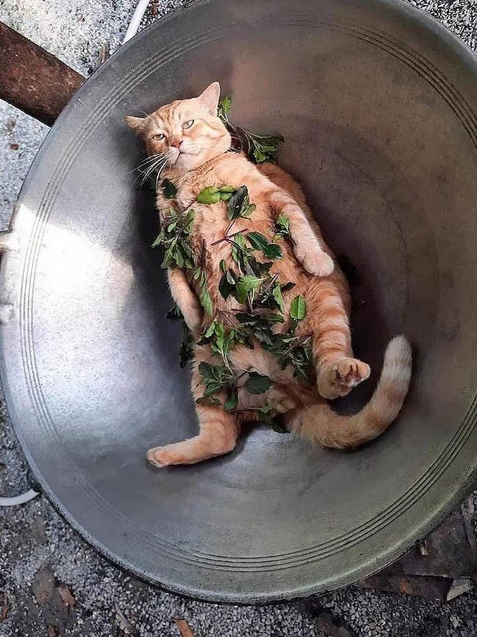 һںͼƷϵ һСŮģط