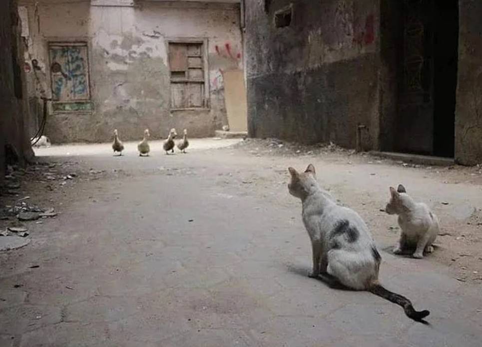 һںͼƷϵ һСŮģط