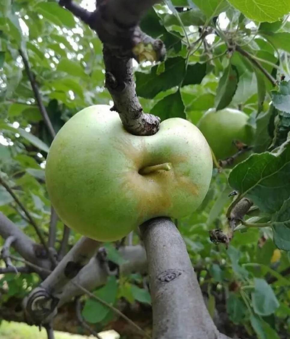 һںͼƷϵ ﴩװȥ
