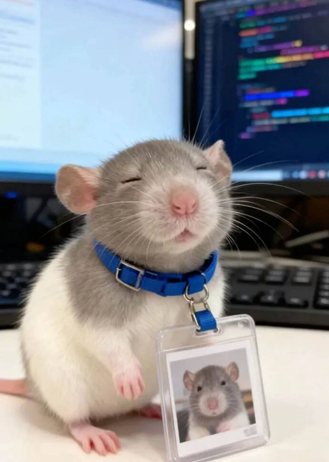 һںͼƷϵ ϷǴ