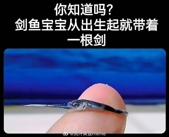 轻松一刻第1562期 来尝尝姐姐的最强杀招吧！
