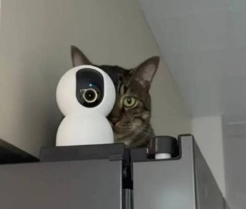 周一内涵囧图云飞系列 美女古风美没想到穿上黑丝