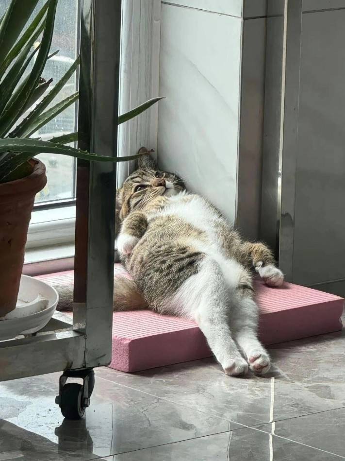 周一内涵囧图云飞系列 美女古风美没想到穿上黑丝